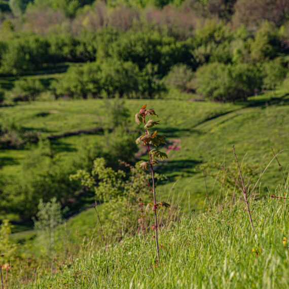 „Plantăm fapte bune în România” a împădurit 69 de hectare în această primăvară
