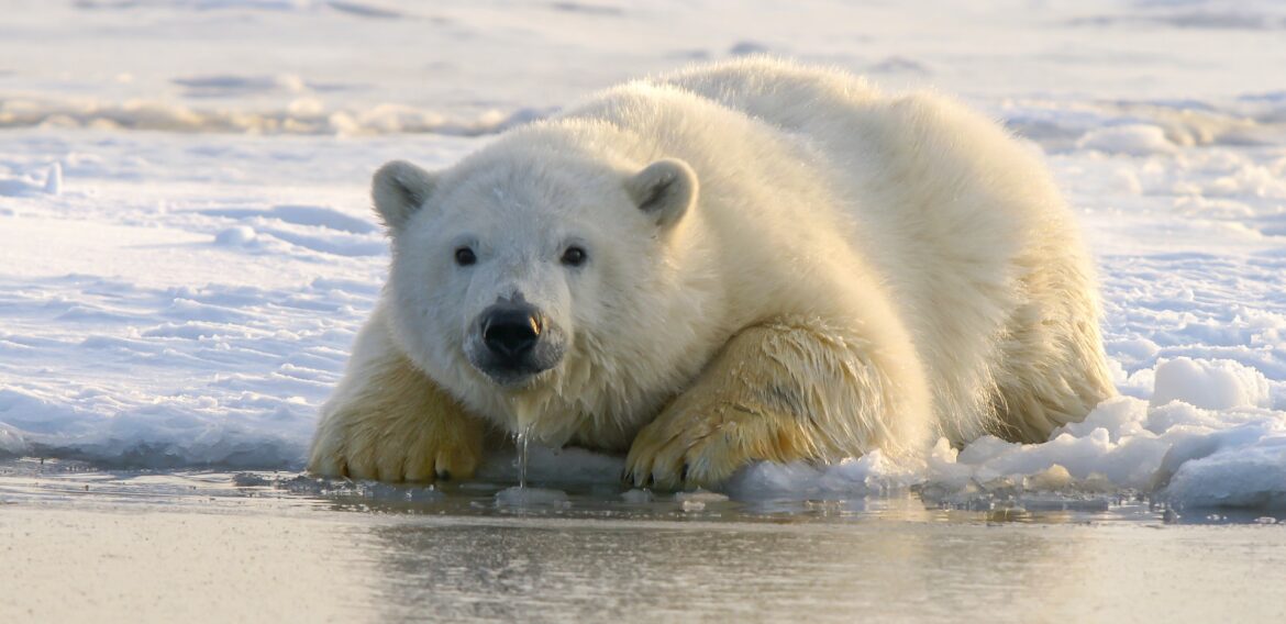 Un licăr de speranță: Cercetătorii au descoperit un grup de urși polari care a supraviețuit în sud-estul Groenlandei