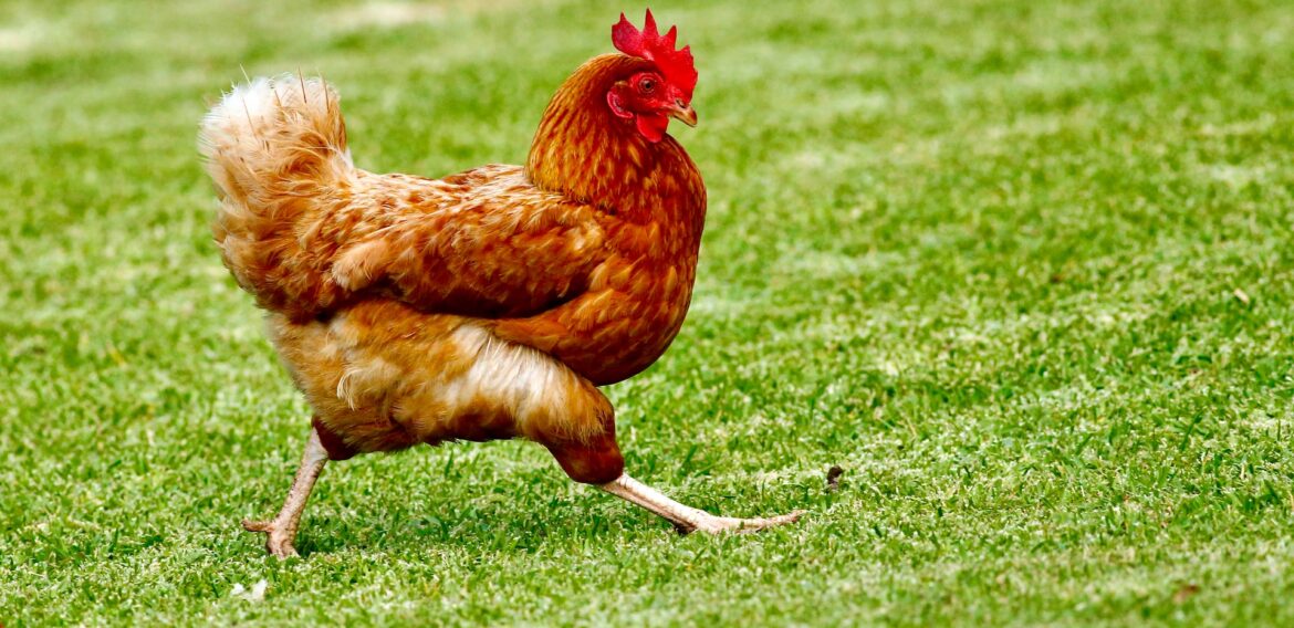 Nevoia pentru un lanț alimentar mai sustenabil: Românii nu vor ouă de la găini ținute în cuști